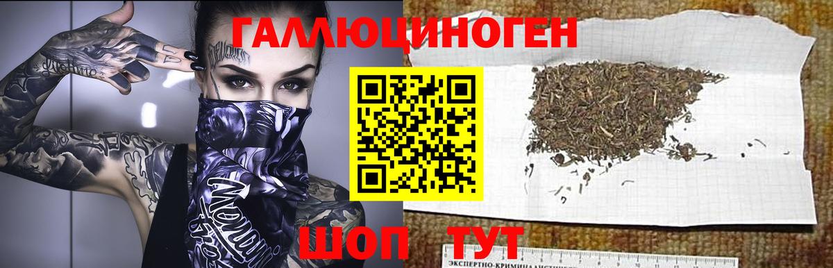 Псилоцибиновые грибы Psilocybe Томск